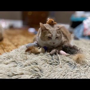 Meet your Posher, Amber